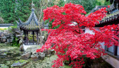 The Chinese Garden with Japanese maple in full autumn colour - photo: Wolfgang Stuppy; ©RUB