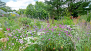 Herbaceous border opposite the display glasshouses - photo: Wolfgang Stuppy; ©RUB