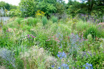 Herbaceous border opposite the display glasshouses - photo: Wolfgang Stuppy; ©RUB