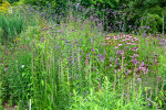 Herbaceous border opposite the display glasshouses - photo: Wolfgang Stuppy; ©RUB