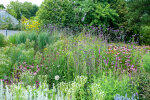 Herbaceous border opposite the display glasshouses - photo: Wolfgang Stuppy; ©RUB