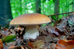 <i>Boletus edulis</i> Bull. (Boletaceae) - porcini; distribution: northern hemisphere - photo: Wolfgang Stuppy; ©RUB