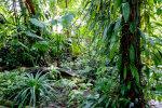 Tropical glasshouse - photo: Wolfgang Stuppy; ©RUB