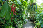 Tropical glasshouse - photo: Wolfgang Stuppy; ©RUB